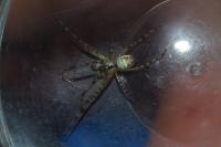 Metellina merianae