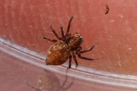 Oxyopes
