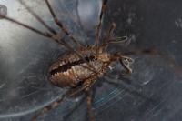 Dicranopalpus ramosus