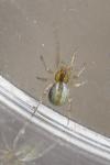 Kochiura aulica