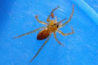 Dolomedes fimbriatus / Dolomedes plantarius