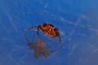 Oxyopes