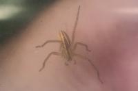 Micrommata virescens