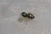 Heliophanus