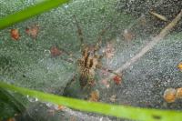 Allagelena gracilens