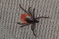 Ixodes ricinus