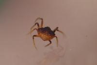 Cyrtarachne ixoides