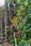 Argiope bruennichi