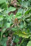 Argiope bruennichi