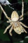 Araneus diadematus