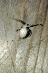 Uloborus walckenaerius