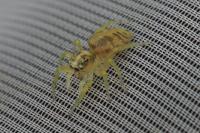 Phintella castriesiana