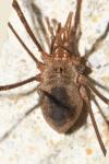 Phalangium opilio