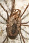 Phalangium opilio