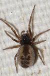 Dictynidae