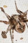 Neoscona subfusca