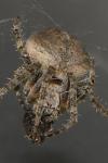 Neoscona subfusca