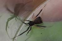 Episinus truncatus