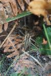 Agelena labyrinthica