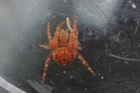 Agalenatea redii