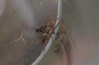 Pisaura mirabilis
