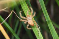 Araneus diadematus