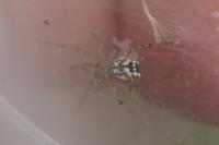 Mangora acalypha