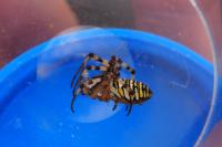 Argiope bruennichi