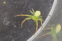 Ebrechtella tricuspidata