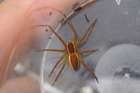 Dolomedes fimbriatus / Dolomedes plantarius