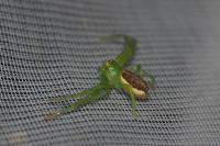 Diaea dorsata