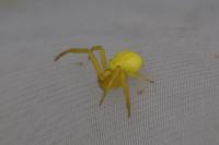 Misumena vatia