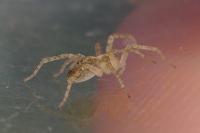 Anyphaena accentuata