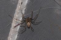 Linyphia triangularis
