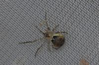 Platnickina tincta