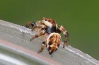 Evarcha falcata