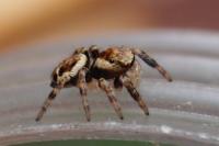 Evarcha falcata