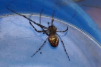 Metellina merianae