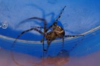 Metellina merianae