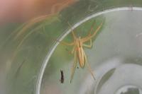 Tibellus