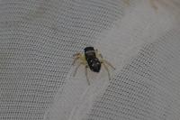 Heliophanus