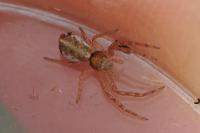 Tmarus