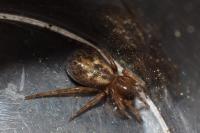 Amaurobius