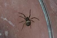 Araneidae