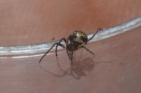 Araneidae