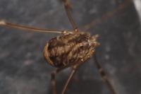 Leiobunum blackwallii