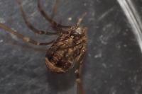 Leiobunum blackwallii