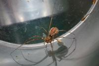 Linyphia triangularis