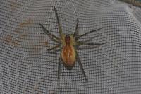 Dolomedes fimbriatus / Dolomedes plantarius