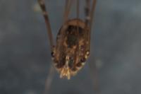 Leiobunum blackwallii